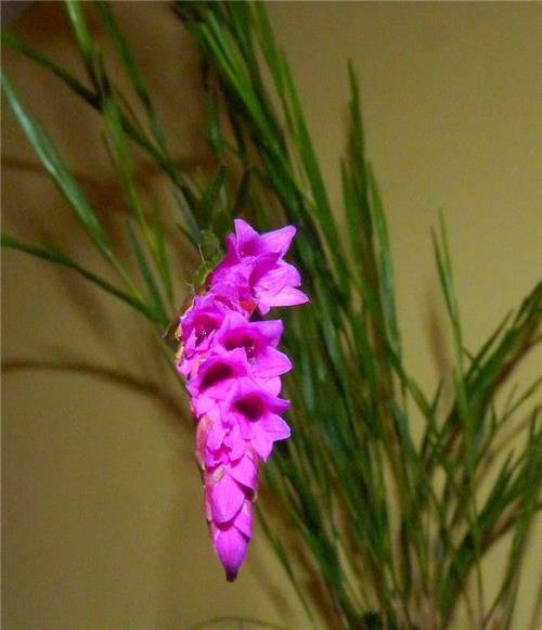 Isochilus linearis – Orchids for the People