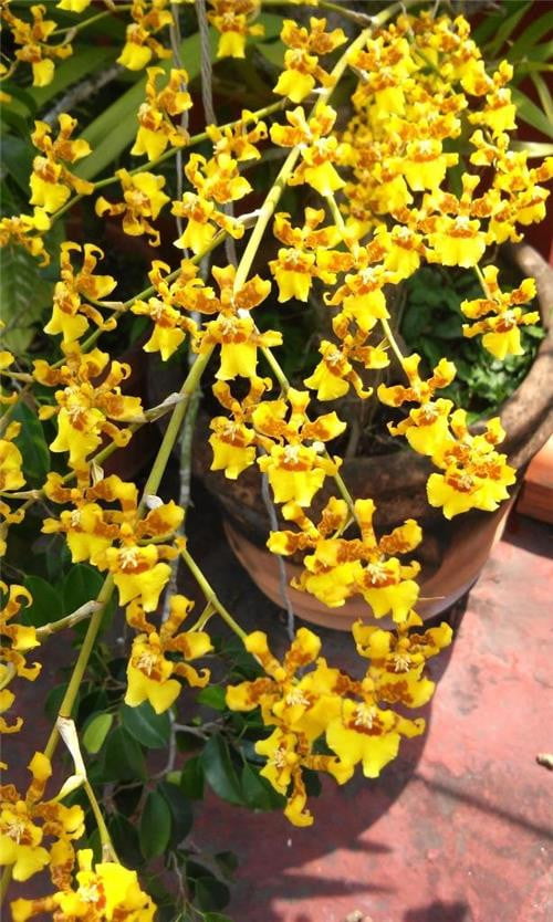 Oncidium sphacelatum – Orchids for the People