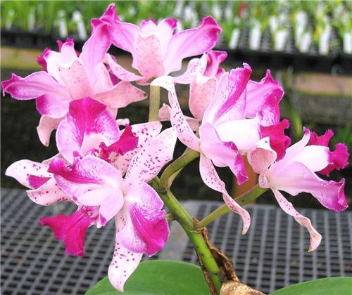 Cattleya Interglossa – Orchids for the People