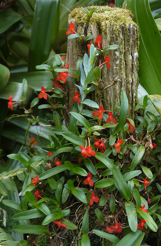 Maxillaria sophronitis – Orchids for the People