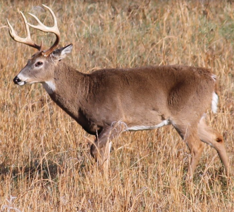whitetail deer hunting