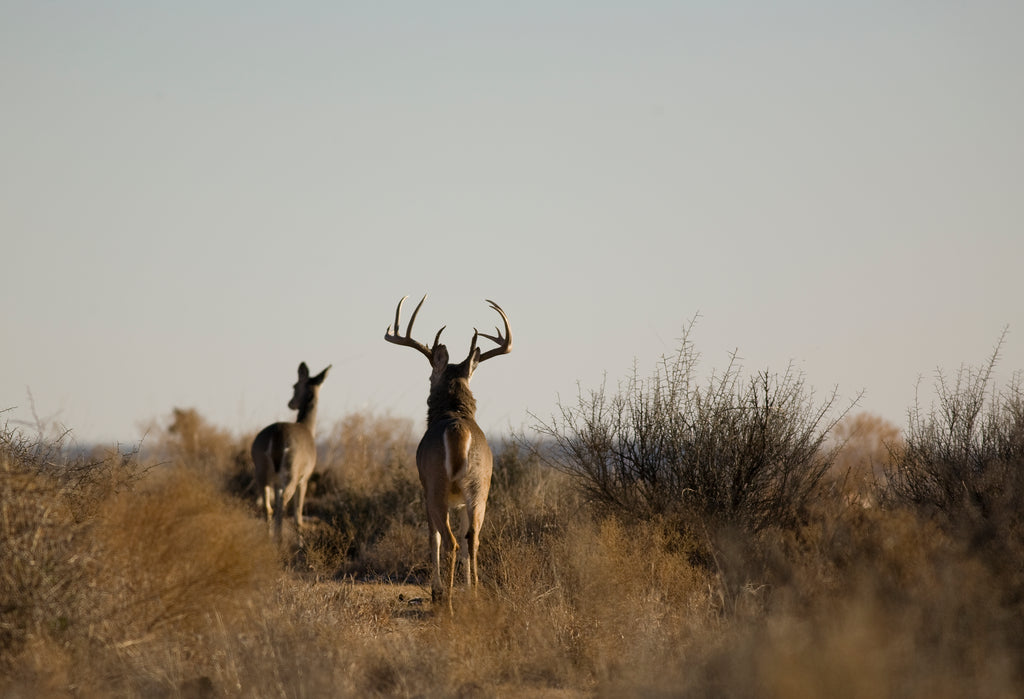 deer hunting in texas