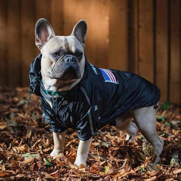 Do French Bulldogs Need Jackets? - Frenchie World Shop