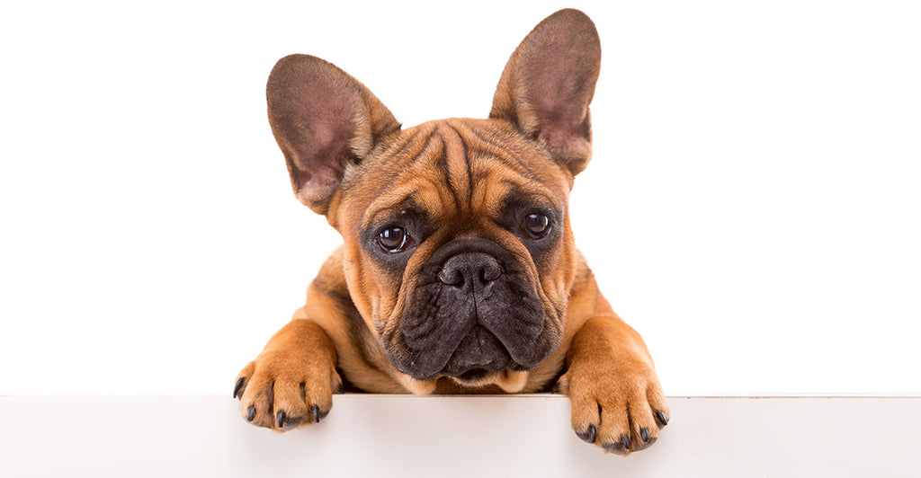 100 Most Popular French Bulldog Names- From Celebrities to ...