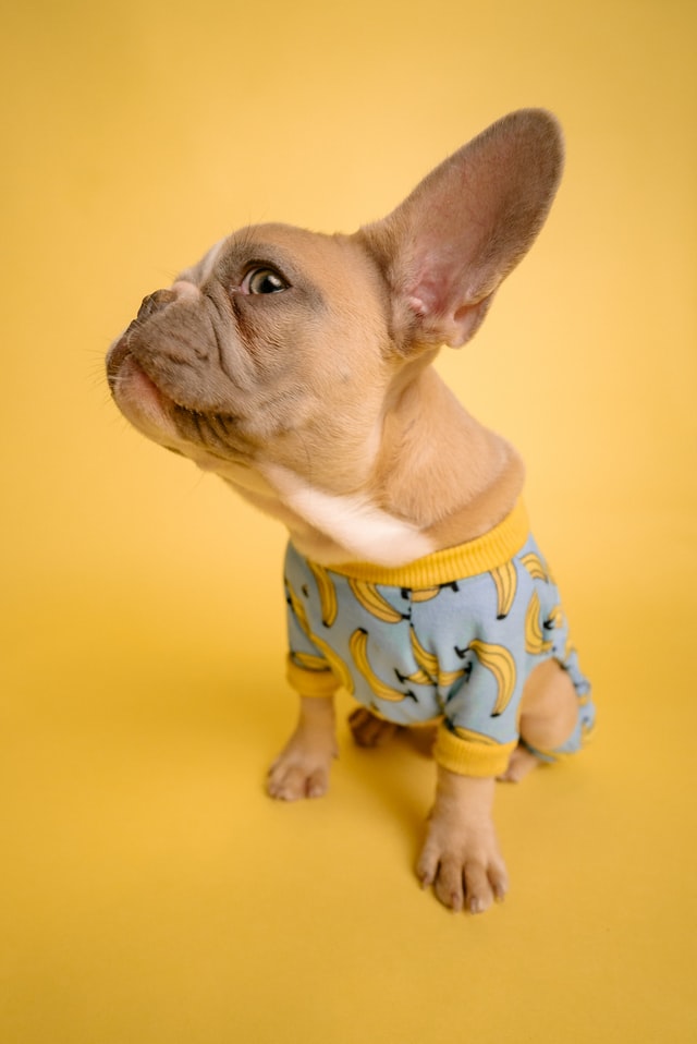 How To Make Your French Bulldog Smell Better? Frenchie