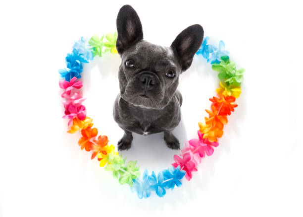 The Best French Bulldog Gifts to Celebrate Valentine's Day ...