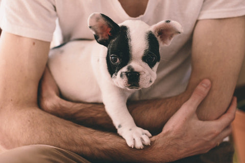 Dealing With Anxiety In French Bulldogs Frenchie World Shop