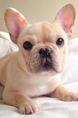 Rare French Bulldog Colors – Frenchie 