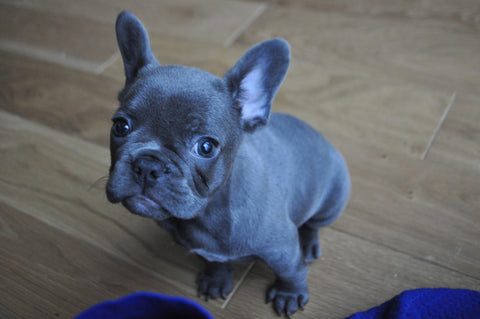 56 Top Photos Blue Tri French Bulldog Puppies : French Bulldog Puppies Az How To Make Dogs Stop Biting Furniture