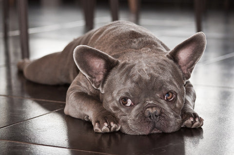 average cost of french bulldog puppy