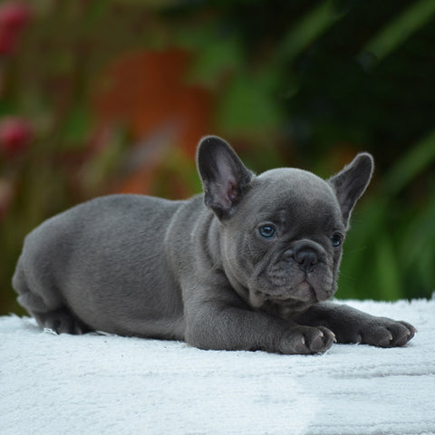 a blue french bulldog