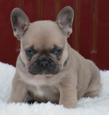 french bulldog white with blue eyes