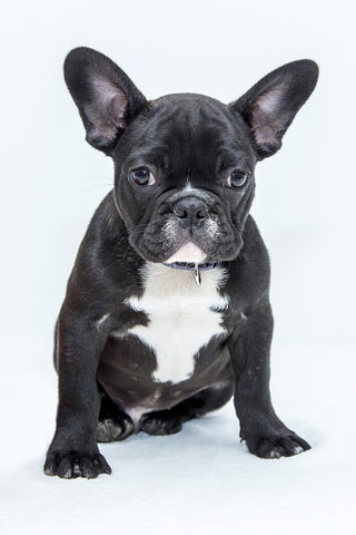 Shop Don T Adopt Wait What Benefits Of Buying A French Bulldog Pu Frenchie World Shop