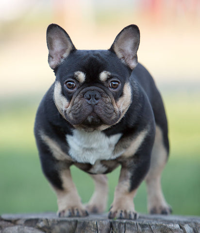 blue tan miniature french bulldog