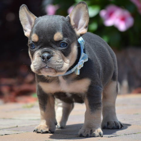 44 HQ Pictures Blue Tan French Bulldog Puppy - Blue And Tan French Bulldog Puppy Photo Wp46816