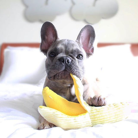 How To Keep Your Frenchie S Coat Healthy And Smooth Frenchie World Shop