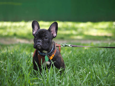 frenchie harness