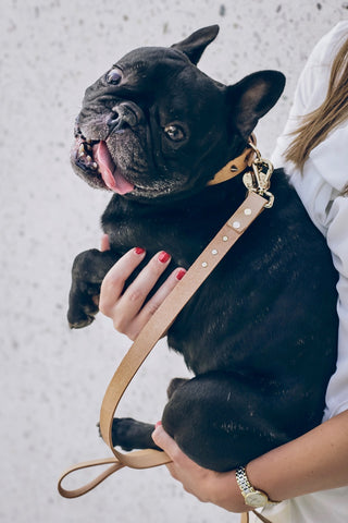 Why Does My French Bulldog Have Hiccups? - Frenchie World Shop