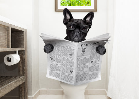 Are French Bulldogs Hard To Potty Train 