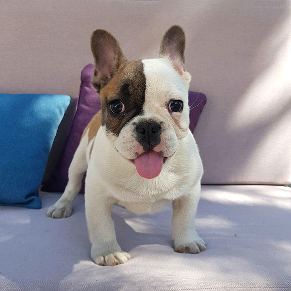 smallest french bulldog in the world