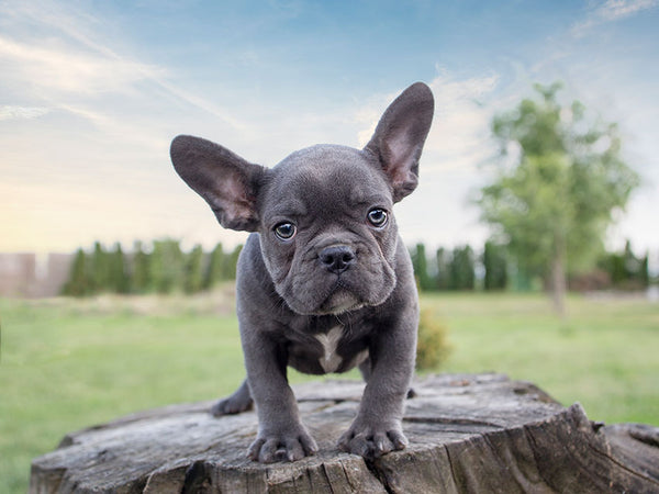 teacup bulldog full grown size