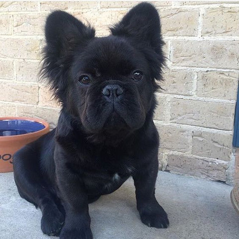 poodle mixed with french bulldog