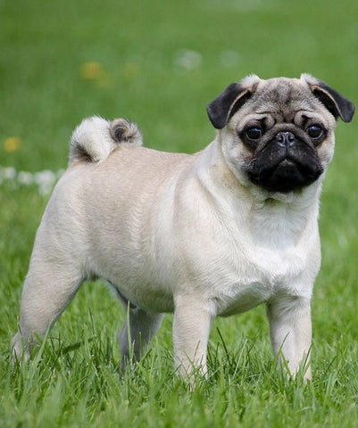 french bulldog cross pug for sale
