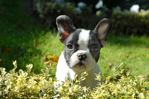 french bulldogs for adoption near me