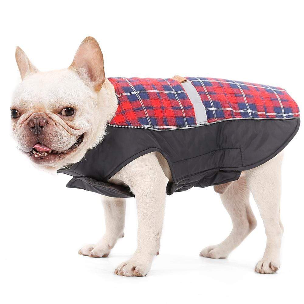 english bulldog jacket