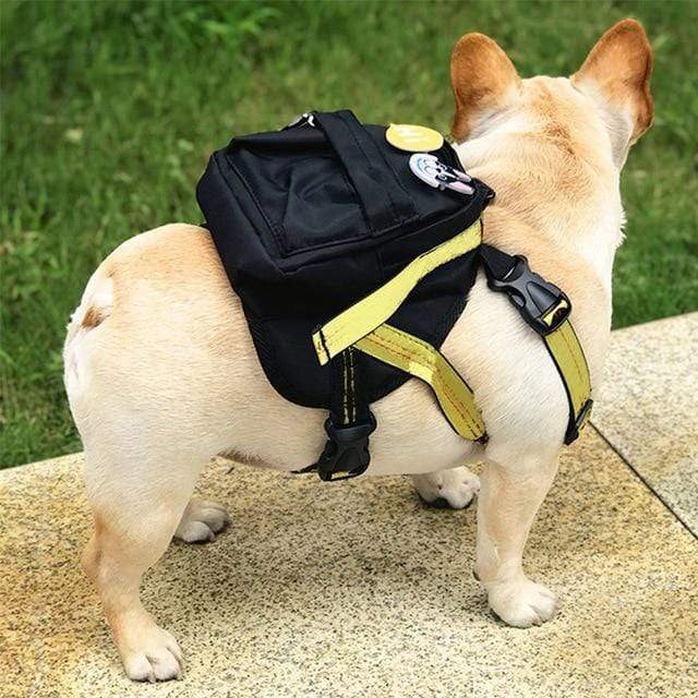 french bulldog in backpack