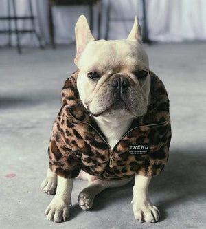 french bulldog leopard