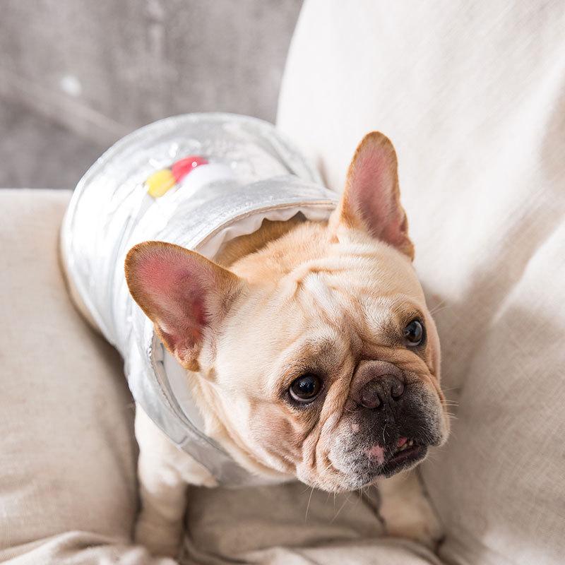 silver french bulldog