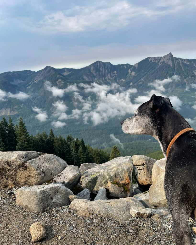 dog at mason lake