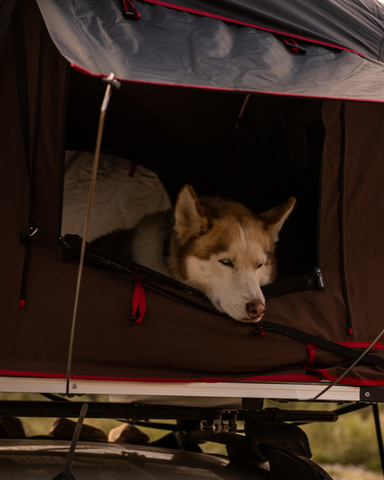 Dog in ikamper roof top tent