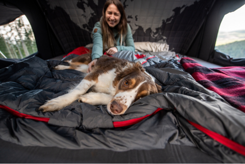 dog in roof top tent