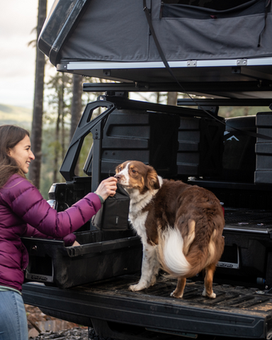 dog on truck bed