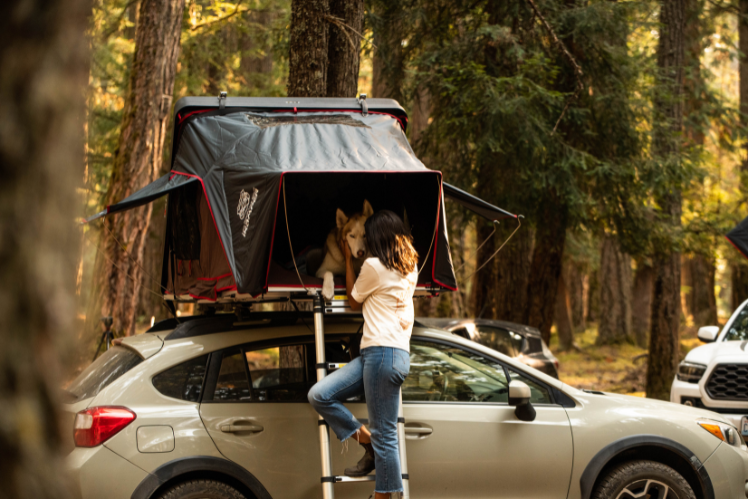 Dog in roof top tent