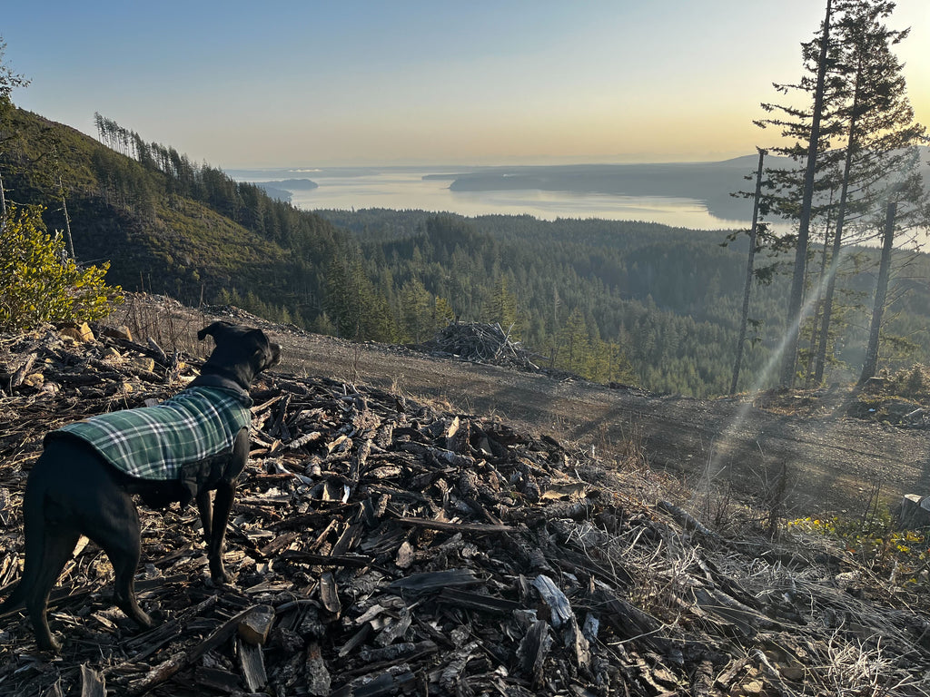 dog overlooking valley