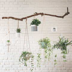 wall hanging planters