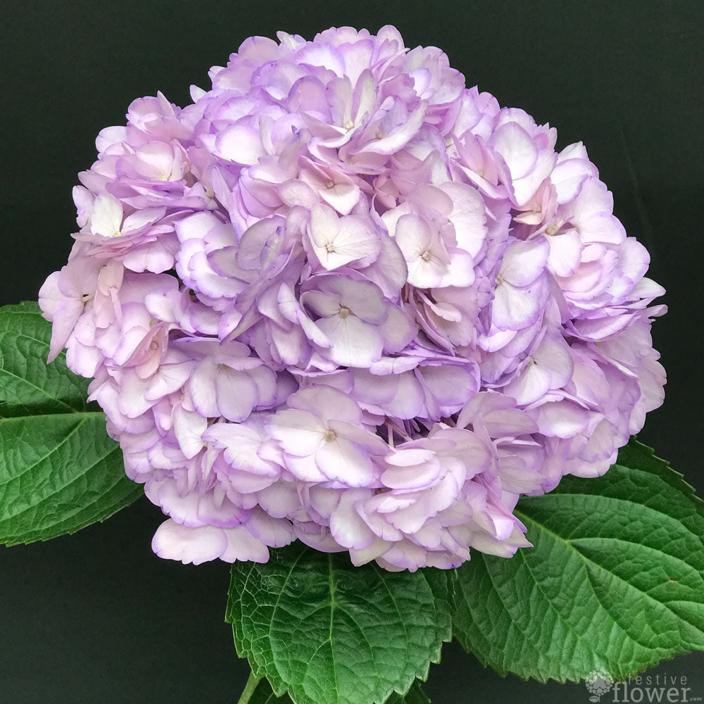 Light Lavender Hydrangeas Festive Flower