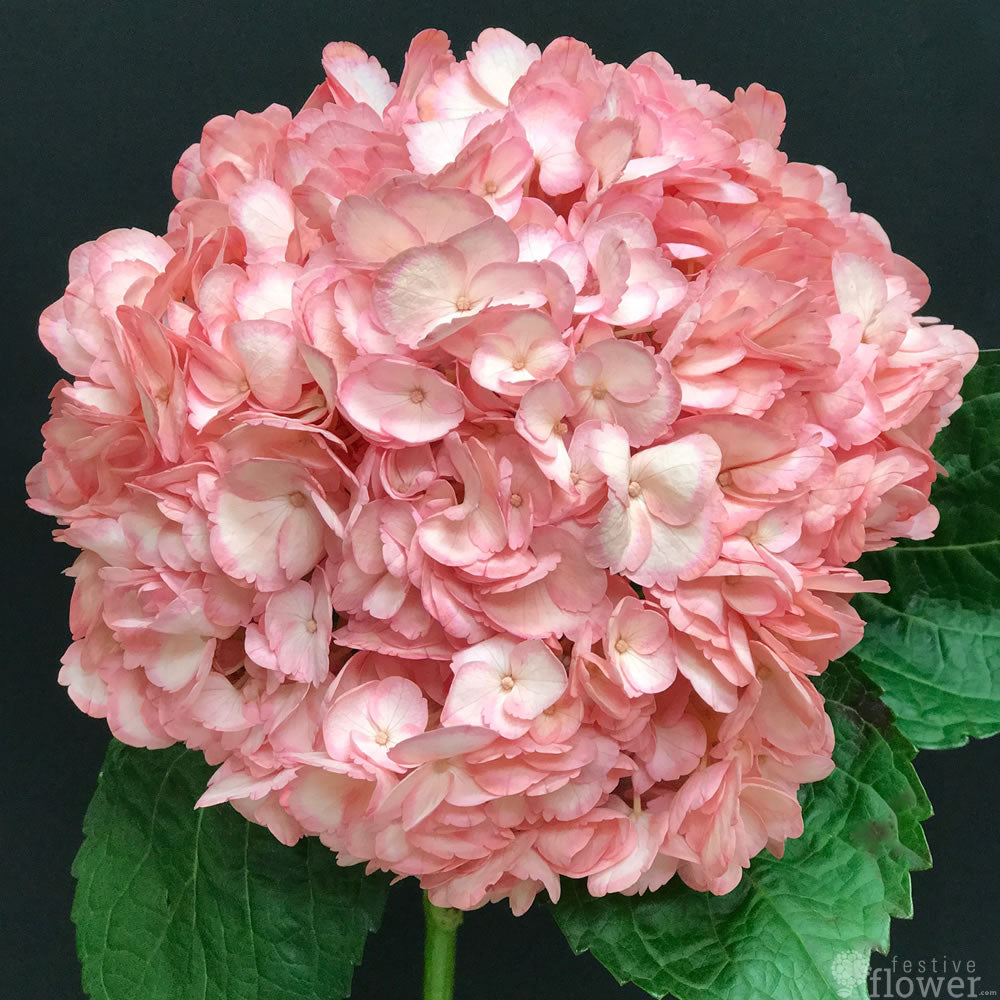 Pink Hydrangeas Festive Flower