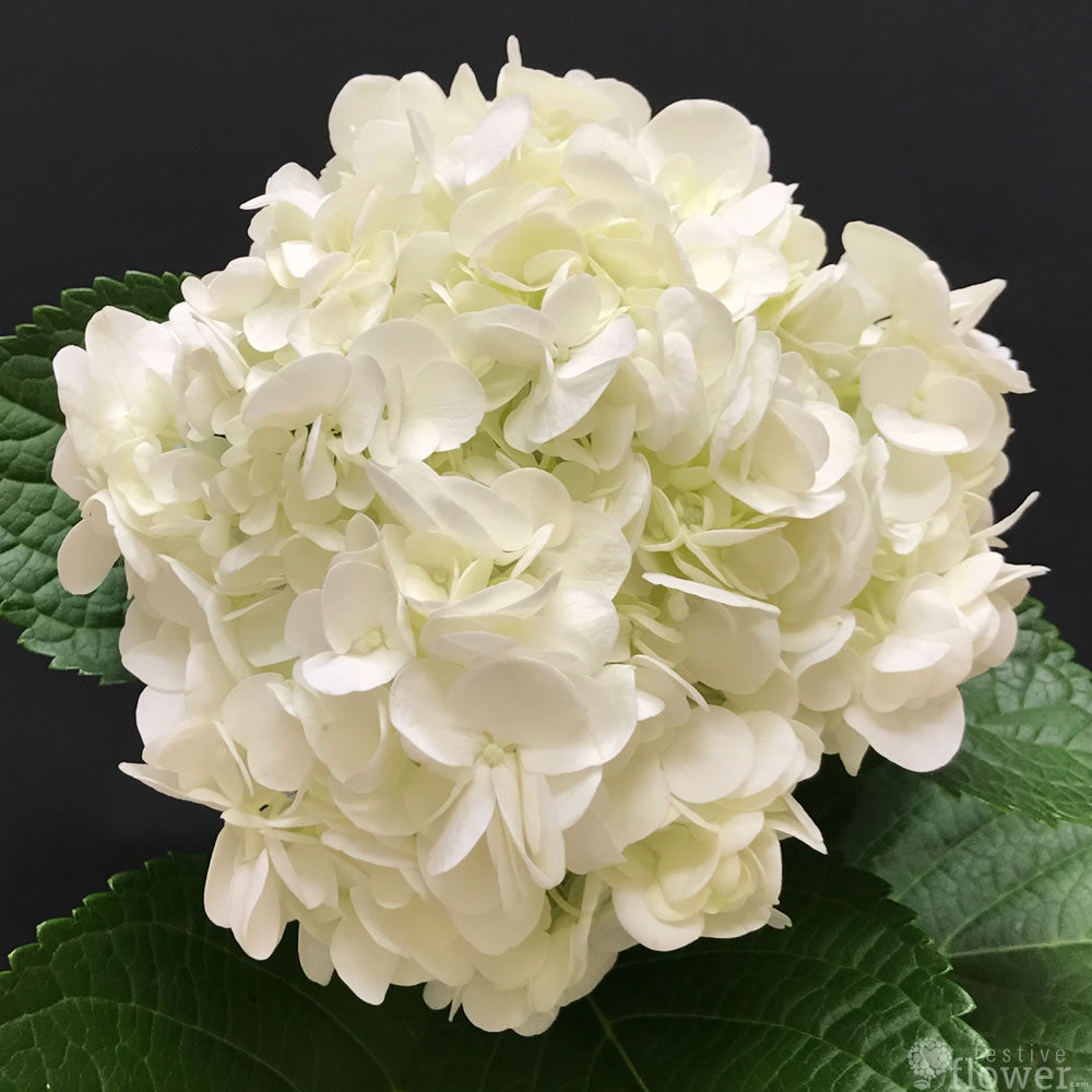 White Hydrangeas - Festive Flower