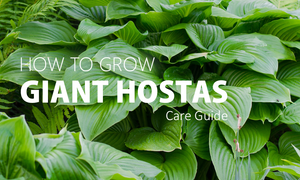 12 Best Tips: How To Grow Large Hostas [2023] - DIY Craft Club