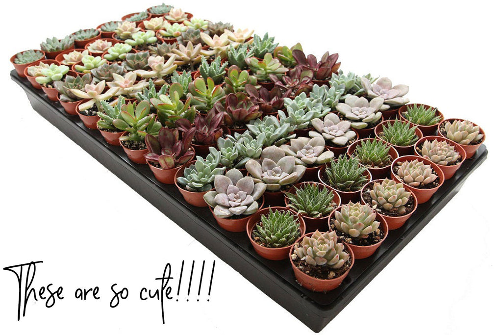 Valentine's Day succulent gifts for her