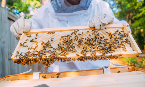 Easy Beekeeping