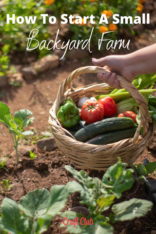 How To Start Backyard Gardening