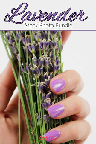 lavender stock photo bundle