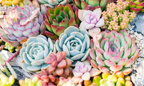 succulents online for gift ideas