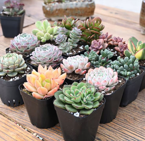 best colorful succulent plants