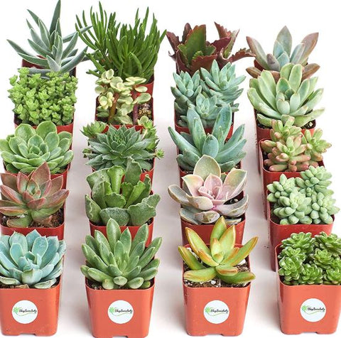 best succulents online